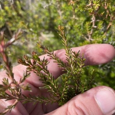 Calytrix tetragona (Common Fringe-myrtle) at Tennent, ACT - 10 Apr 2023 by Tapirlord