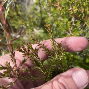 Calytrix tetragona at Tennent, ACT - 10 Apr 2023