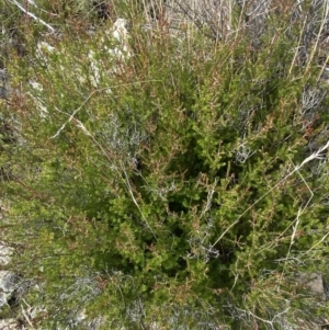 Calytrix tetragona at Tennent, ACT - 10 Apr 2023