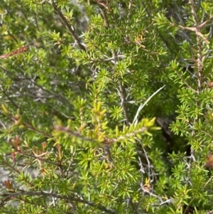 Calytrix tetragona at Tennent, ACT - 10 Apr 2023