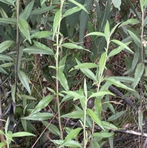 Ozothamnus stirlingii at Undefined Area - 10 Apr 2023 12:57 PM