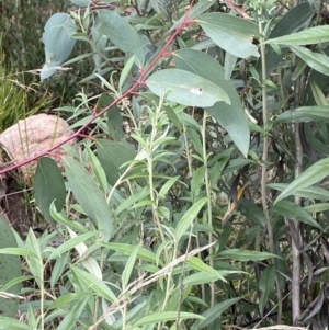 Ozothamnus stirlingii at Undefined Area - 10 Apr 2023 12:57 PM