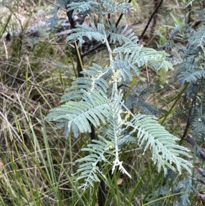 Acacia dealbata subsp. subalpina (Monaro Silver-wattle) at Namadgi National Park - 10 Apr 2023 by Tapirlord