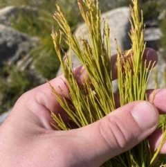 Exocarpos cupressiformis (Cherry Ballart) at Tennent, ACT - 10 Apr 2023 by Tapirlord