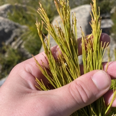 Exocarpos cupressiformis (Cherry Ballart) at Namadgi National Park - 10 Apr 2023 by Tapirlord