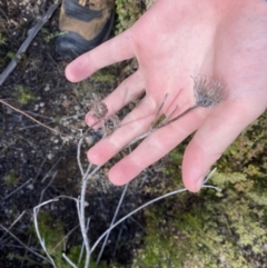 Trachymene composita var. composita at Namadgi National Park - 10 Apr 2023 by Tapirlord