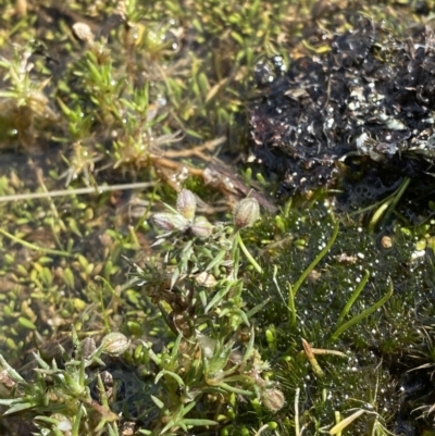 Spergularia rubra (Sandspurrey) at Tennent, ACT - 10 Apr 2023 by Tapirlord