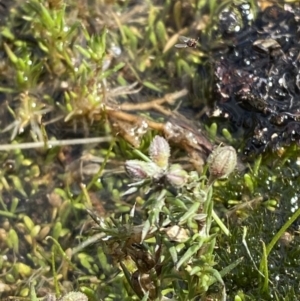 Spergularia rubra at Tennent, ACT - 10 Apr 2023