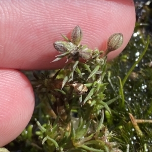 Spergularia rubra at Tennent, ACT - 10 Apr 2023