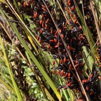 Gahnia subaequiglumis (Bog Saw-sedge) at Namadgi National Park - 10 Apr 2023 by Tapirlord