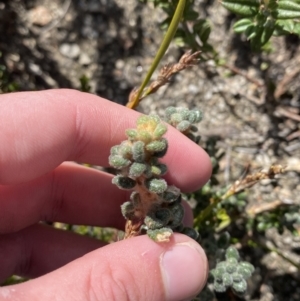 Asterolasia trymalioides at Tennent, ACT - 10 Apr 2023