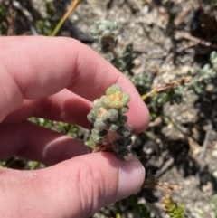 Asterolasia trymalioides at Tennent, ACT - 10 Apr 2023