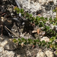 Leionema lamprophyllum subsp. obovatum (Shiny Phebalium) at Namadgi National Park - 10 Apr 2023 by Tapirlord