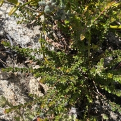 Leionema lamprophyllum subsp. obovatum at Tennent, ACT - 10 Apr 2023