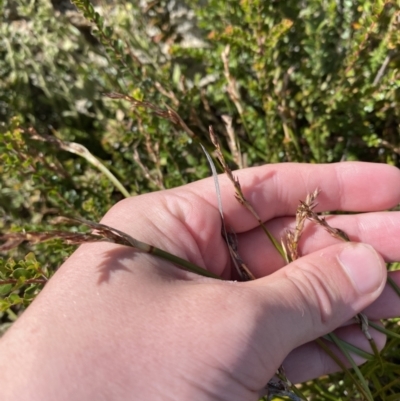 Lepidosperma curtisiae (Little Sword-sedge) at Namadgi National Park - 10 Apr 2023 by Tapirlord