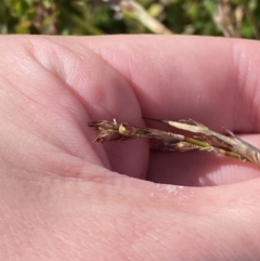 Lepidosperma curtisiae at Tennent, ACT - 10 Apr 2023