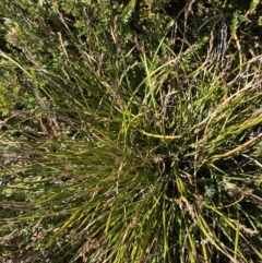 Lepidosperma curtisiae at Tennent, ACT - 10 Apr 2023