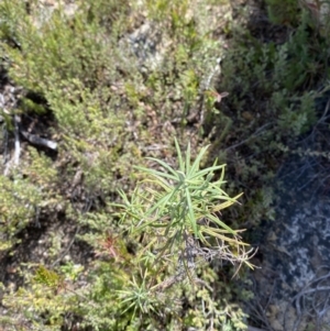 Cassinia longifolia at Tennent, ACT - 10 Apr 2023 12:36 PM