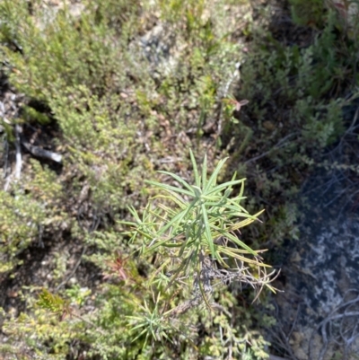 Cassinia longifolia (Shiny Cassinia, Cauliflower Bush) at Namadgi National Park - 10 Apr 2023 by Tapirlord