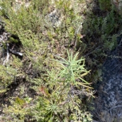 Cassinia longifolia at Tennent, ACT - 10 Apr 2023 12:36 PM