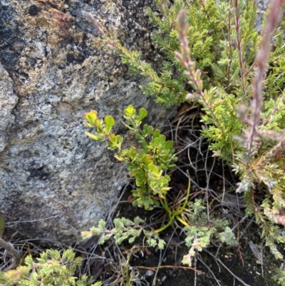 Leptospermum micromyrtus (Button Tea-tree) at Namadgi National Park - 10 Apr 2023 by Tapirlord