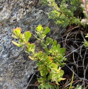 Leptospermum micromyrtus at Tennent, ACT - 10 Apr 2023