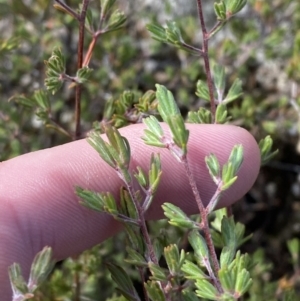 Kunzea muelleri at Tennent, ACT - 10 Apr 2023 12:35 PM