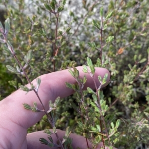 Kunzea muelleri at Tennent, ACT - 10 Apr 2023