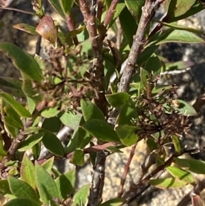 Platysace lanceolata at Tennent, ACT - 10 Apr 2023