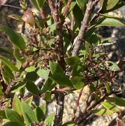 Platysace lanceolata (Shrubby Platysace) at Namadgi National Park - 10 Apr 2023 by Tapirlord