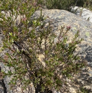 Platysace lanceolata at Tennent, ACT - 10 Apr 2023