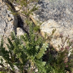 Oxylobium ellipticum (Common Shaggy Pea) at Namadgi National Park - 10 Apr 2023 by Tapirlord
