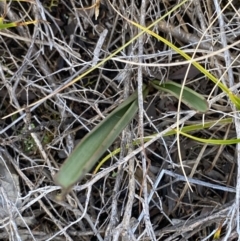 Thelymitra sp. (A Sun Orchid) at Tennent, ACT - 10 Apr 2023 by Tapirlord