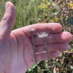 Trachymene composita var. composita at Namadgi National Park - 10 Apr 2023 by Tapirlord