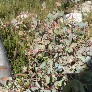 Eucalyptus dalrympleana subsp. dalrympleana at Undefined Area - 10 Apr 2023