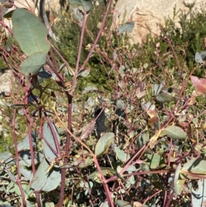 Eucalyptus dalrympleana subsp. dalrympleana at Undefined Area - 10 Apr 2023