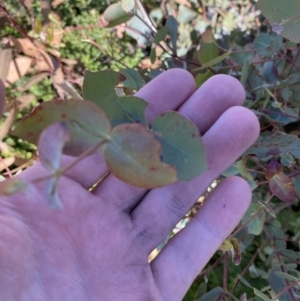 Eucalyptus dalrympleana subsp. dalrympleana at Namadgi National Park - 10 Apr 2023