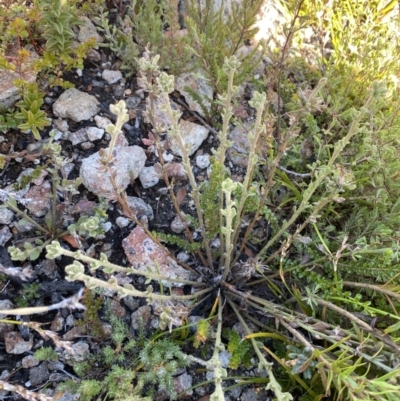 Dampiera fusca (Kydra Dampiera) at Namadgi National Park - 10 Apr 2023 by Tapirlord