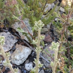 Dampiera fusca at Tennent, ACT - 10 Apr 2023