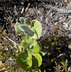 Grevillea oxyantha subsp. oxyantha (Kybean Grevillea) at Namadgi National Park - 10 Apr 2023 by Tapirlord