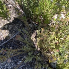 Dampiera fusca (Kydra Dampiera) at Namadgi National Park - 10 Apr 2023 by Tapirlord