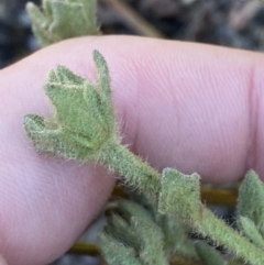 Dampiera fusca at Tennent, ACT - 10 Apr 2023