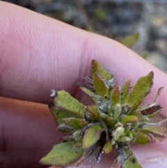 Dampiera fusca at Tennent, ACT - 10 Apr 2023