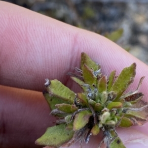 Dampiera fusca at Tennent, ACT - 10 Apr 2023