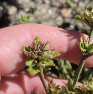 Dampiera fusca at Tennent, ACT - 10 Apr 2023