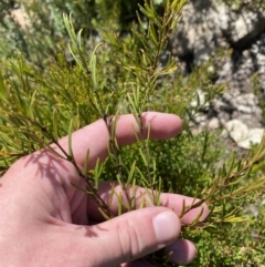 Logania granitica at Namadgi National Park - 10 Apr 2023 by Tapirlord