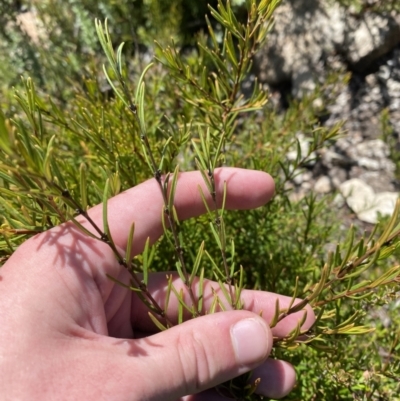 Logania granitica at Namadgi National Park - 10 Apr 2023 by Tapirlord