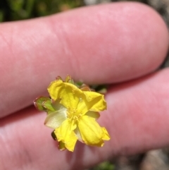 Hibbertia obtusifolia (Grey Guinea-flower) at Namadgi National Park - 10 Apr 2023 by Tapirlord