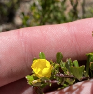 Hibbertia obtusifolia at Tennent, ACT - 10 Apr 2023