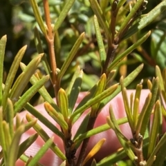 Logania granitica at Tharwa, ACT - 10 Apr 2023